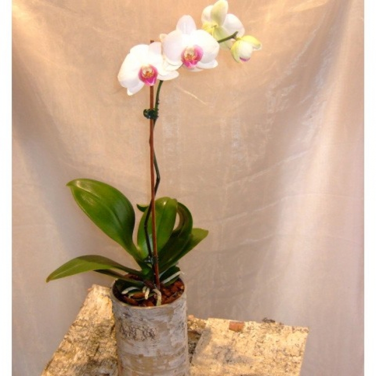 Biały Storczyk Phalaenopsis